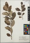 Foto von Salix hookeriana Barratt ex Hook.